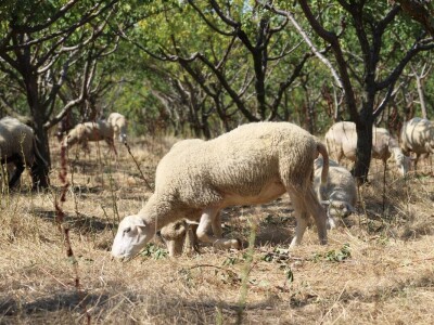 OPG Oliver Pavić, Branjin Vrh