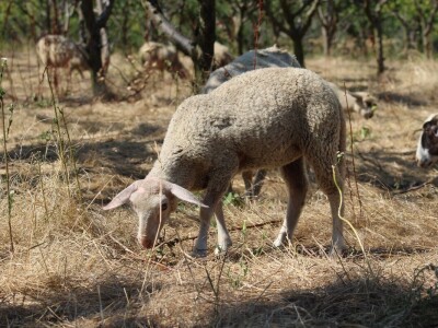 OPG Oliver Pavić, Branjin Vrh