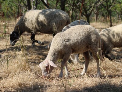 OPG Oliver Pavić, Branjin Vrh