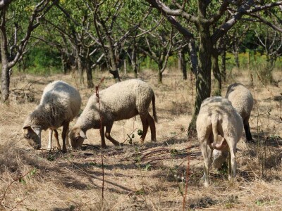 OPG Oliver Pavić, Branjin Vrh
