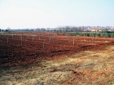 OPG Oliveri