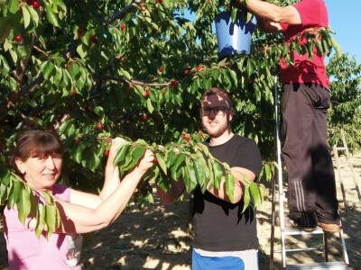 OPG OMER MERO SURAĆ - Suhozid i burobran mu spasili urod trešanja vrijedan 70.000 kuna! OPG OMER MERO SURAĆ - Suhozid i burobran mu spasili urod trešanja vrijedan 70.000 kuna!