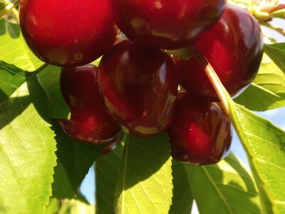 OPG OMER MERO SURAĆ - Suhozid i burobran mu spasili urod trešanja vrijedan 70.000 kuna! OPG OMER MERO SURAĆ - Suhozid i burobran mu spasili urod trešanja vrijedan 70.000 kuna!