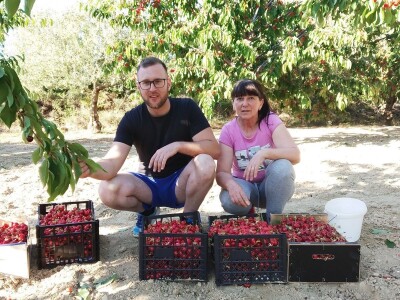 OPG OMER MERO SURAĆ - Suhozid i burobran mu spasili urod trešanja vrijedan 70.000 kuna! OPG OMER MERO SURAĆ - Suhozid i burobran mu spasili urod trešanja vrijedan 70.000 kuna!