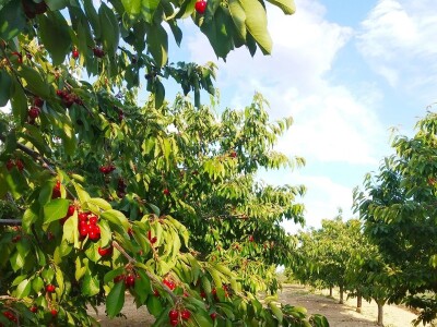 OPG OMER MERO SURAĆ - Suhozid i burobran mu spasili urod trešanja vrijedan 70.000 kuna! OPG OMER MERO SURAĆ - Suhozid i burobran mu spasili urod trešanja vrijedan 70.000 kuna!