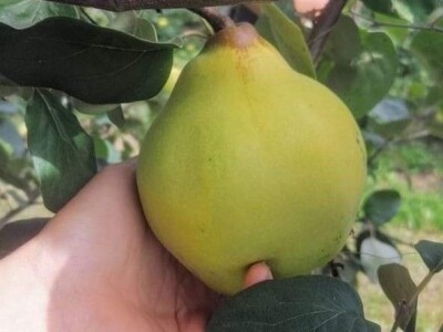 OPG Panić OPG Panić