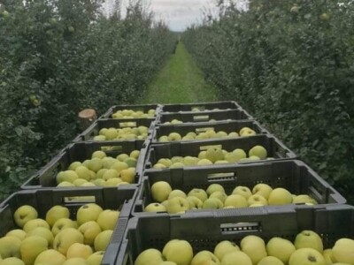 OPG Panić OPG Panić