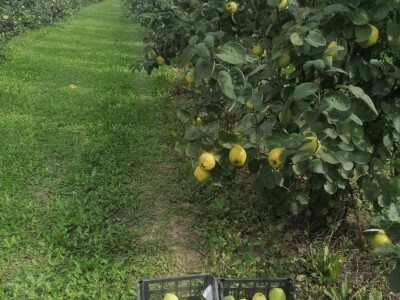 OPG Panić OPG Panić