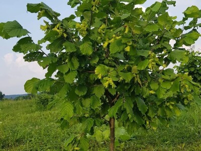 OPG Panić OPG Panić