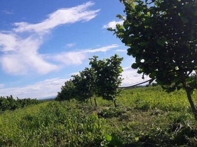 OPG Panić OPG Panić