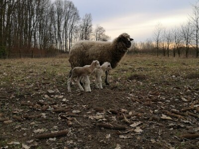 OPG Panić OPG Panić