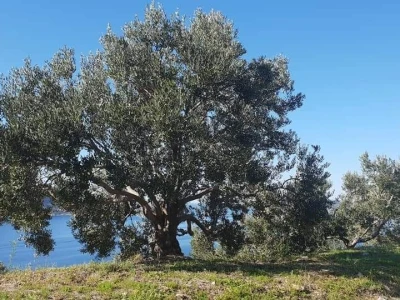 OPG Pašeta