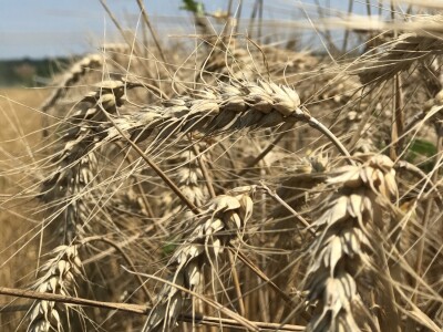 OPG Pavao Švub OPG Pavao Švub