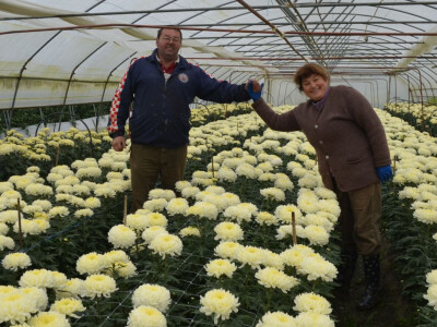 Uzgoj cvijeća na OPG-u Pavičić Uzgoj cvijeća na OPG-u Pavičić