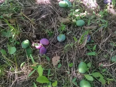 Posljedice elementarne nepogode na OPG Pavičić