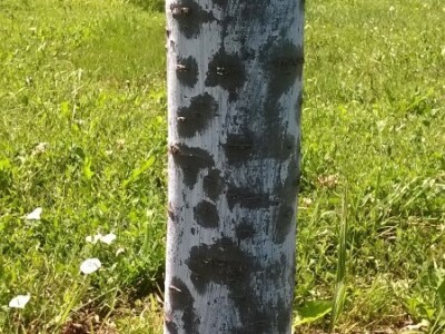 Posljedice elementarne nepogode na OPG Pavičić