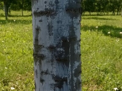 Posljedice elementarne nepogode na OPG Pavičić