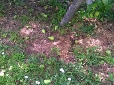 Posljedice elementarne nepogode na OPG Pavičić