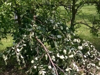 Posljedice elementarne nepogode na OPG Pavičić