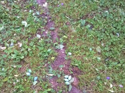 Posljedice elementarne nepogode na OPG Pavičić