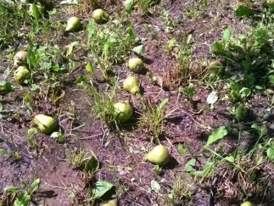 Posljedice elementarne nepogode na OPG Pavičić