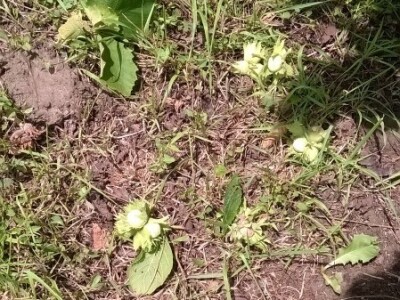 Posljedice elementarne nepogode na OPG Pavičić