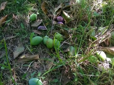 Posljedice elementarne nepogode na OPG Pavičić