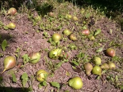 Posljedice elementarne nepogode na OPG Pavičić