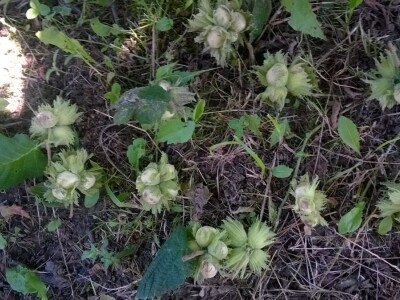 Posljedice elementarne nepogode na OPG Pavičić