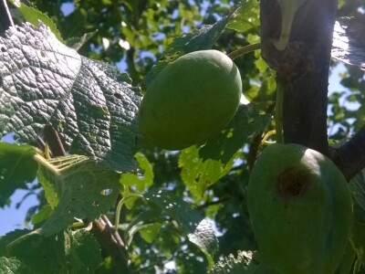 Posljedice elementarne nepogode na OPG Pavičić