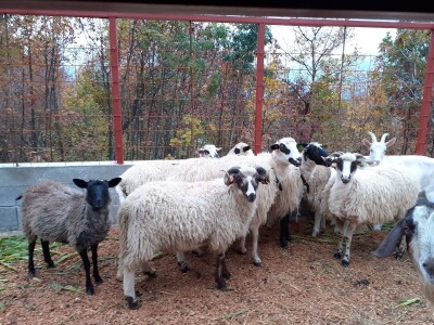 OPG pčelarstva i stočarstvo u Blaževićima OPG pčelarstva i stočarstvo u Blaževićima