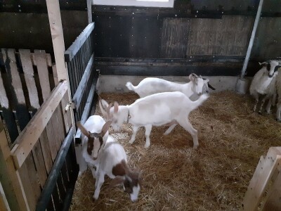 OPG pčelarstva i stočarstvo u Blaževićima OPG pčelarstva i stočarstvo u Blaževićima