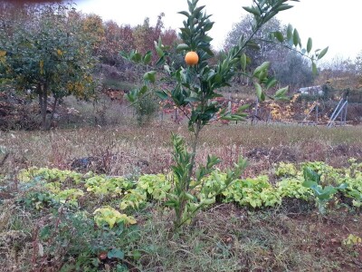 OPG pčelarstva i stočarstvo u Blaževićima OPG pčelarstva i stočarstvo u Blaževićima