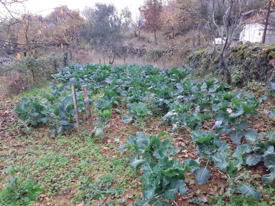 OPG pčelarstva i stočarstvo u Blaževićima