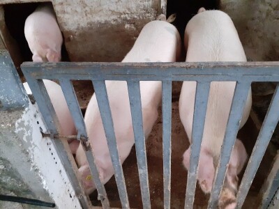 OPG pčelarstva i stočarstvo u Blaževićima OPG pčelarstva i stočarstvo u Blaževićima