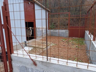 OPG pčelarstva i stočarstvo u Blaževićima OPG pčelarstva i stočarstvo u Blaževićima