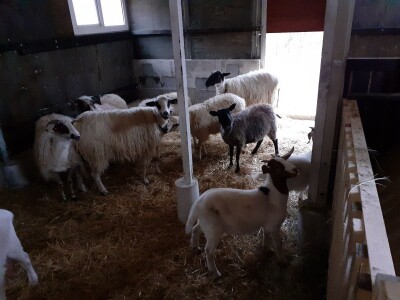 OPG pčelarstva i stočarstvo u Blaževićima OPG pčelarstva i stočarstvo u Blaževićima