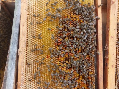 OPG PČELARSTVO DŽEPINA