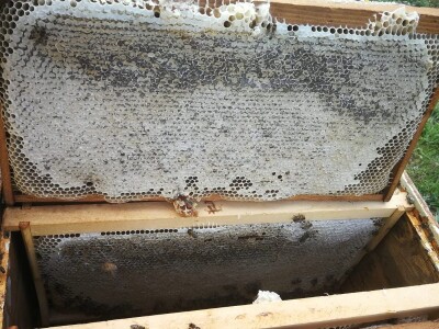 OPG PČELARSTVO DŽEPINA