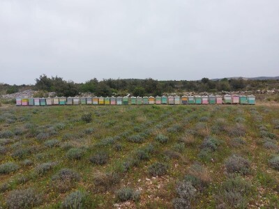 OPG PČELARSTVO DŽEPINA