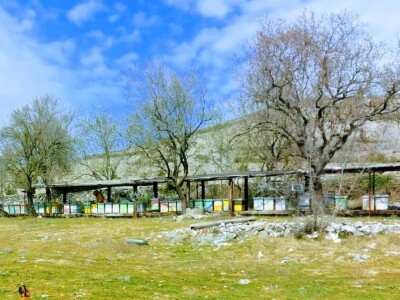 OPG PČELARSTVO DŽEPINA