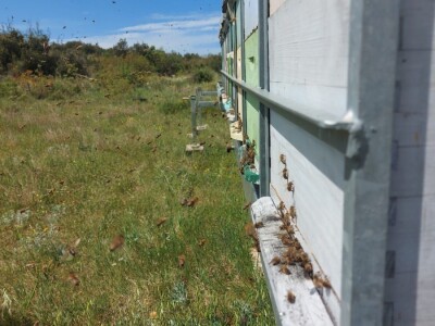 OPG PČELARSTVO DŽEPINA