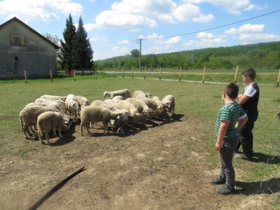 OPG Perica Mijatović OPG Perica Mijatović