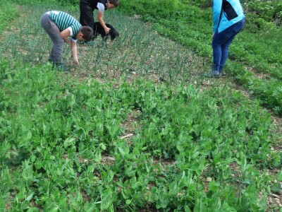 OPG Perica Mijatović OPG Perica Mijatović