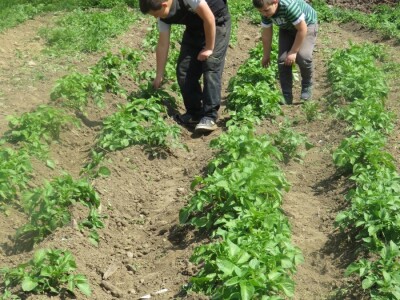 OPG Perica Mijatović OPG Perica Mijatović