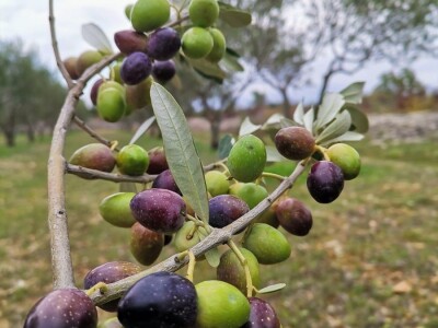 OPG Perkov-Stipičin