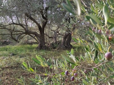 OPG Perkov-Stipičin