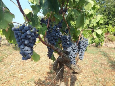 OPG Perkov-Stipičin