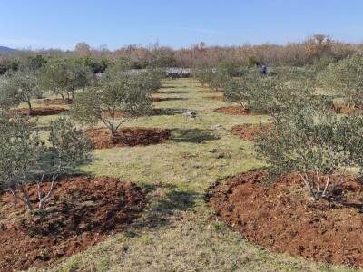 OPG Perkov-Stipičin