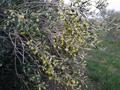 OPG Perkov-Stipičin